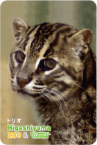 ZOO �ѥͥ�ޥ��ͥå�-034���ɥꥪ�ʥ��ʥɥ�ͥ���