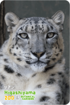 ZOO �ѥͥ�ޥ��ͥå�-039���ꥢ��ʥ業�ҥ祦��