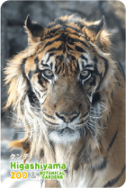ZOO �ѥͥ�ޥ��ͥå�-042������ǡʥ��ޥȥ�ȥ��