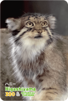 ZOO �ѥͥ�ޥ��ͥå�-049���ϥˡ��ʥޥ̥�ͥ��ˢ�����ver