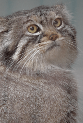 動物 ZOO ポストカード-100 マヌルネコ（レフ） | 東山動植物園公式,雑貨