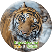 ZOO BADGE-066�������ʥ��ޥȥ�ȥ��