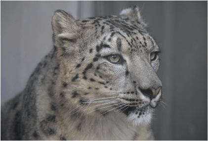 ZOO ポストカード-019 ユキヒョウ（ユキチ） | 東山動植物園公式