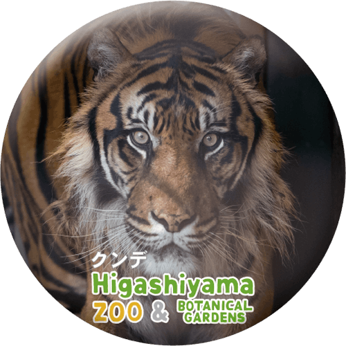 ZOO BADGE-042 クンデ（スマトラトラ） | 東山動植物園公式,雑貨,缶