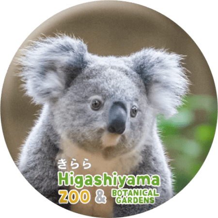 ZOO BADGE-038 きらら（コアラ） | 東山動植物園の公式グッズを探す