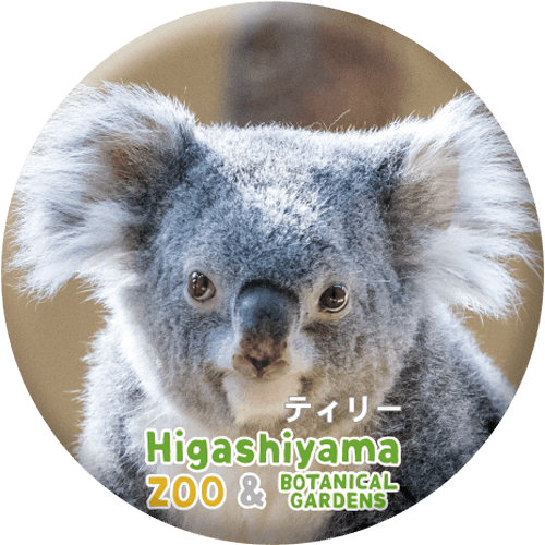 コアラ様の専用♡2点 内容⚠️確認 ZOO BADGE-043 ティリー（コアラ） | 東山動植物園公式,雑貨,缶