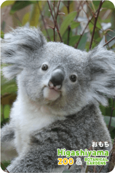 ZOO パネルマグネット-038 おもち（コアラ） | 東山動植物園公式,雑貨