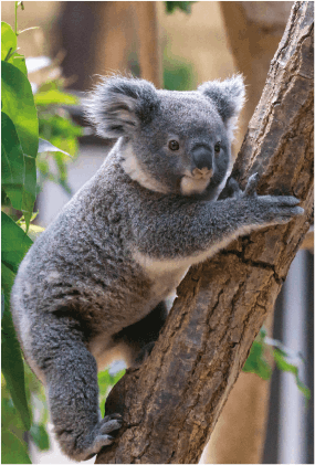 ZOO ポストカード-155 だいふく（コアラ） | 東山動植物園公式,雑貨