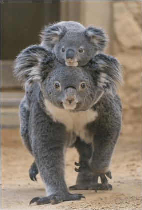 ZOO ポストカード-156 りん&だいふく（コアラ） | 東山動植物園公式