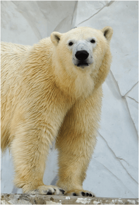   2010 ホッキョクグマ プレート　希少 2010 2月 07｜双子の白クマ赤ちゃん通信 跡地