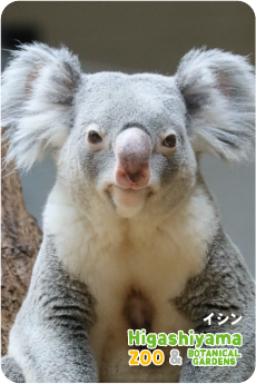 日本画　絵画　岩絵具　人物　東山動植物園　コアラ　女の子　パネル　B1サイズ 日本画 絵画 岩絵具 人物 東山動植物園 コアラ 女の子 パネル B1サイズ