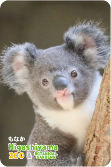 ZOO パネルマグネット-065 もなか（コアラ） | 東山動植物園公式,雑貨