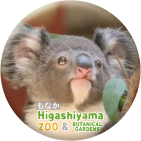 新柄ラミネート　オーダーページです。　コアラ、モモンガ、ウマ 今日も一日お疲れ様でした。 Tarongaの食欲旺盛なレディーコアラ