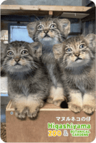 ZOO �ѥͥ�ޥ��ͥå�-070���ޥ̥�ͥ��λ�