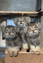 ZOO �ݥ��ȥ�����-190���ޥ̥�ͥ��λ�