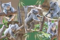 ZOO �ݥ��ȥ����ɥ��å�-001���ʤʤߡʥ������