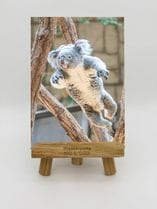 ZOO �����Х�-001���ʤʤߡʥ������