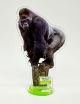 ������륹����ɡ�����С���