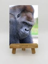 ZOO �����Х�-002������С��ˡʥ˥�������