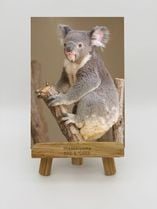 動物で探す,コアラ | おもむきストア