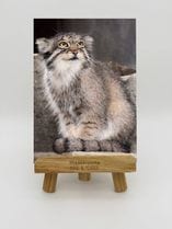 ZOO �����Х�-007���ϥˡ��ʥޥ̥�ͥ���