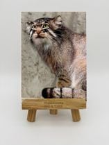 ZOO �����Х�-008������ʥޥ̥�ͥ���