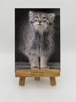 ZOO �����Х�-009���ߡ��˥�ʥޥ̥�ͥ���