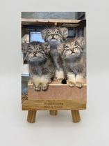 ZOO �����Х�-010���Υ֡��ҥǡ��䥹�ʥޥ̥�ͥ���