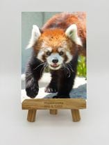 ZOO �����Х�-012���ޤ뤳�ʥ�å����ѥ����