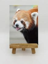 ZOO �����Х�-013����ʥ�å����ѥ����