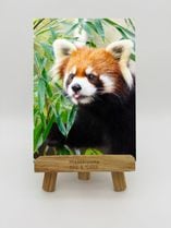 ZOO �����Х�-014���줤���ʥ�å����ѥ����