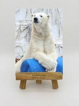 ZOO �����Х�-015���ե֥��ʥۥå��祯���ޡ�