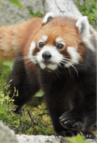 ZOO �ݥ��ȥ�����-177������ʥ�å����ѥ����