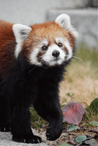 ZOO �ݥ��ȥ�����-178���ޤ뤳�ʥ�å����ѥ����