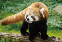 ZOO �ݥ��ȥ�����-179����ʥ�å����ѥ����