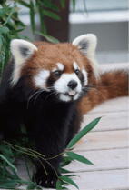 ZOO �ݥ��ȥ�����-180���줤���ʥ�å����ѥ����