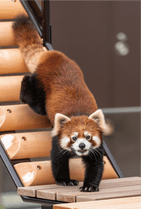 ZOO �ݥ��ȥ�����-127������ʥ�å����ѥ����