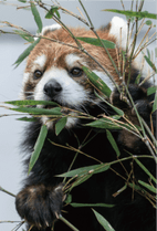 ZOO �ݥ��ȥ�����-128���ޤ뤳�ʥ�å����ѥ����