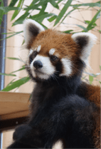 ZOO �ݥ��ȥ�����-130���줤���ʥ�å����ѥ����