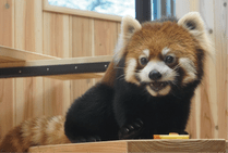 ZOO �ݥ��ȥ�����-137������ʥ�å����ѥ����