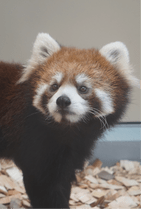 ZOO �ݥ��ȥ�����-138���ޤ뤳�ʥ�å����ѥ����