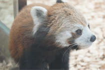 ZOO �ݥ��ȥ�����-139����ʥ�å����ѥ����