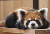 ZOO �ݥ��ȥ�����-150���줤���ʥ�å����ѥ����