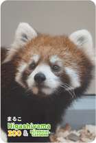 ZOO �ѥͥ�ޥ��ͥå�-018���ޤ뤳�ʥ�å����ѥ����