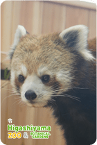 ZOO �ѥͥ�ޥ��ͥå�-019����ʥ�å����ѥ����