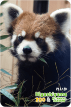 ZOO �ѥͥ�ޥ��ͥå�-030���줤���ʥ�å����ѥ����