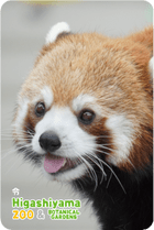 ZOO �ѥͥ�ޥ��ͥå�-059����ʥ�å����ѥ����