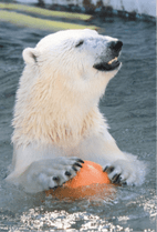 ZOO �ݥ��ȥ�����-169���ۥå��祯���ޡʥե֥���