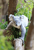 ZOO �ݥ��ȥ�����-005���������ʥ������