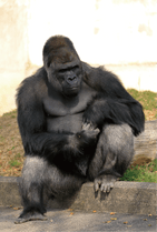 ZOO �ݥ��ȥ�����-023������С��ˡʥ˥�������